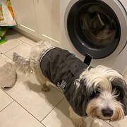 Home Owner wanting sitter in , Victoria
