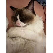 Home Owner wanting sitter in Brisbane, Queensland