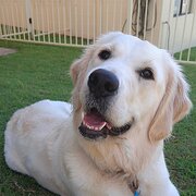 Home Owner wanting sitter in , Queensland