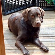 Home Owner wanting sitter in Geelong, Victoria