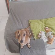 Home Owner wanting sitter in Logan, Brisbane, Queensland