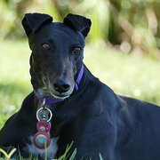 Home Owner wanting sitter in Carindale, Queensland