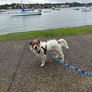Home Owner wanting sitter in Sydney , New South Wales
