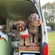 Home Owner wanting sitter in Tweed Heads / Coolangatta, New South Wales