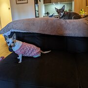 Home Owner wanting sitter in Melbourne , Victoria