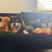 Home Owner wanting sitter in Melbourne, Victoria