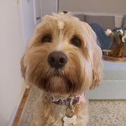 Home Owner wanting sitter in Sydney, New South Wales