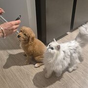 Home Owner wanting sitter in , Queensland