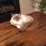 Home Owner wanting sitter in , Victoria