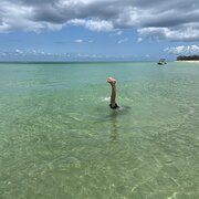 House Sitter - Brisbane Family