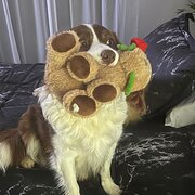 Home Owner wanting sitter in Shepparton , Victoria