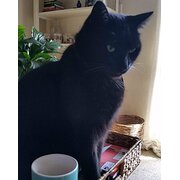 Home Owner wanting sitter in Adelaide , South Australia