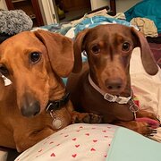 Home Owner wanting sitter in , Australian Capital Territory
