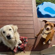 Home Owner wanting sitter in , New South Wales