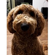 Home Owner wanting sitter in , Queensland