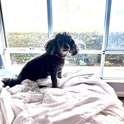 Home Owner wanting sitter in Perth, Western Australia