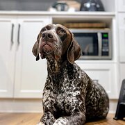 Home Owner wanting sitter in HIGHBURY, South Australia