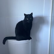 Home Owner wanting sitter in Adelaide, South Australia