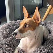 Home Owner wanting sitter in Brisbane, Queensland