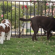 Home Owner wanting sitter in , New South Wales