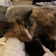Home Owner wanting sitter in Port Macquarie , New South Wales
