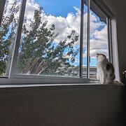 Home Owner wanting sitter in Hobart, Tasmania