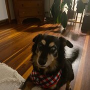 Home Owner wanting sitter in Brisbane , Queensland