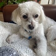 Home Owner wanting sitter in Adelaide, South Australia