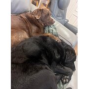 Home Owner wanting sitter in , Queensland
