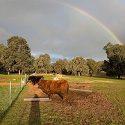Home Owner wanting sitter in , Western Australia