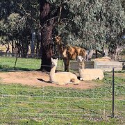 Home Owner wanting sitter in Young, New South Wales