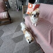 Home Owner wanting sitter in Brisbane, Queensland