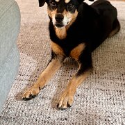 Home Owner wanting sitter in Brisbane, Queensland