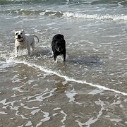 Home Owner wanting sitter in Mornington, Victoria