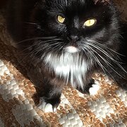 Home Owner wanting sitter in Melbourne , Victoria