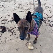 Home Owner wanting sitter in Torquay, Victoria