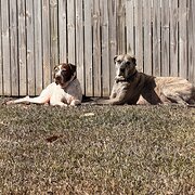Home Owner wanting sitter in Townsville , Queensland