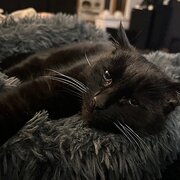 Home Owner wanting sitter in , Tasmania
