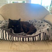 Home Owner wanting sitter in Melbourne, Victoria