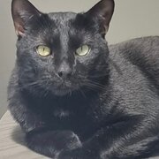 Home Owner wanting sitter in Perth , Western Australia