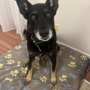 Home Owner wanting sitter in Samford Valley, Queensland