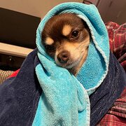 Home Owner wanting sitter in , New South Wales