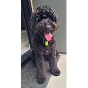 Home Owner wanting sitter in Noosaville, Queensland