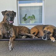 Home Owner wanting sitter in Airlie Beach, Queensland