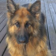 Home Owner wanting sitter in Adelaide, South Australia