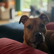 Home Owner wanting sitter in , South Australia