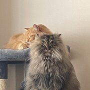 Home Owner wanting sitter in Melbourne , Victoria