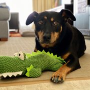 House Sitter - Reliable and Caring House & Pet Sitter
