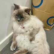 Home Owner wanting sitter in , Queensland