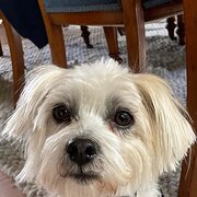 Home Owner wanting sitter in Katoomba, New South Wales
